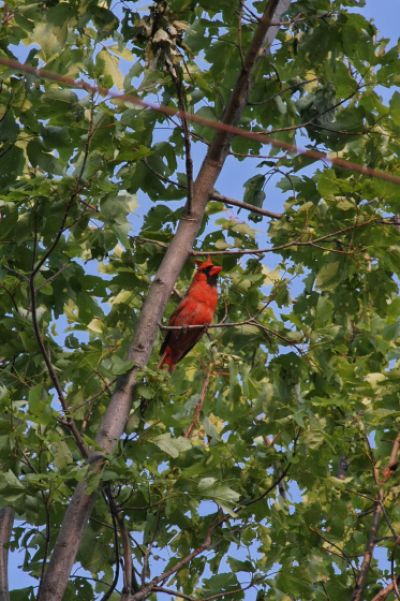2011-chattanooga-240-virginische-nachtigall