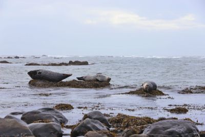 Eine Portion Glück: Robben im Mittagsschlaf